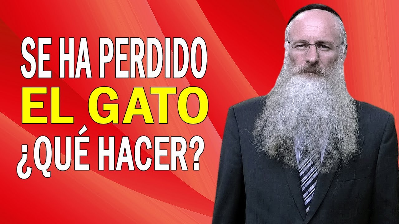 Se ha Perdido el Gato, ¿qué Hacer?