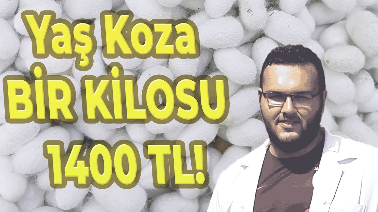 İpekböcekçiliği Ne Kadar Kazandırır? | Aile Ekonomisine Katkı, Devlet Destekleri ve Gerçekler