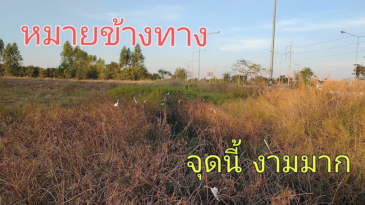 ข้างทาง ไม่เคยทำให้ผิดหวัง รอดมาใด้ไงจุดนี้ งามมาก