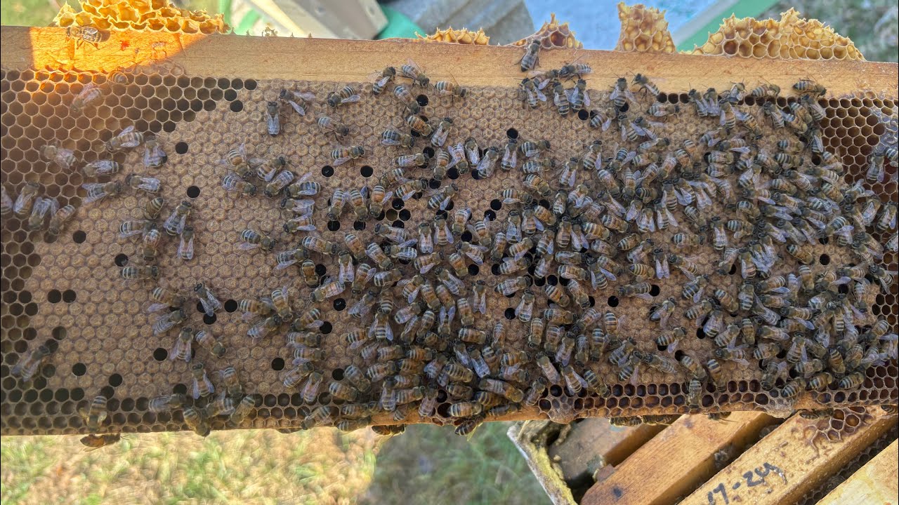 How I feed syrup in the spring and why! ￼