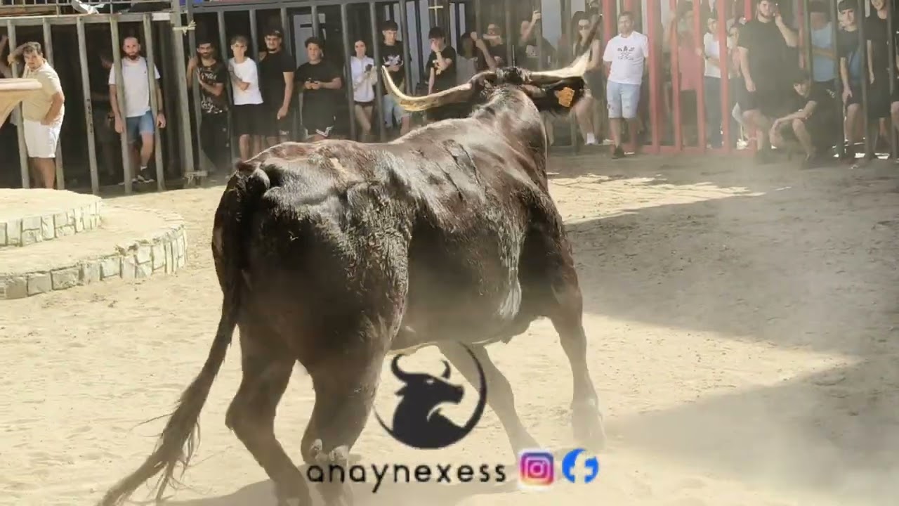 Encierro y matinal en cuart de les Valls con la ganadería la morada 27 de septiembre de 2025