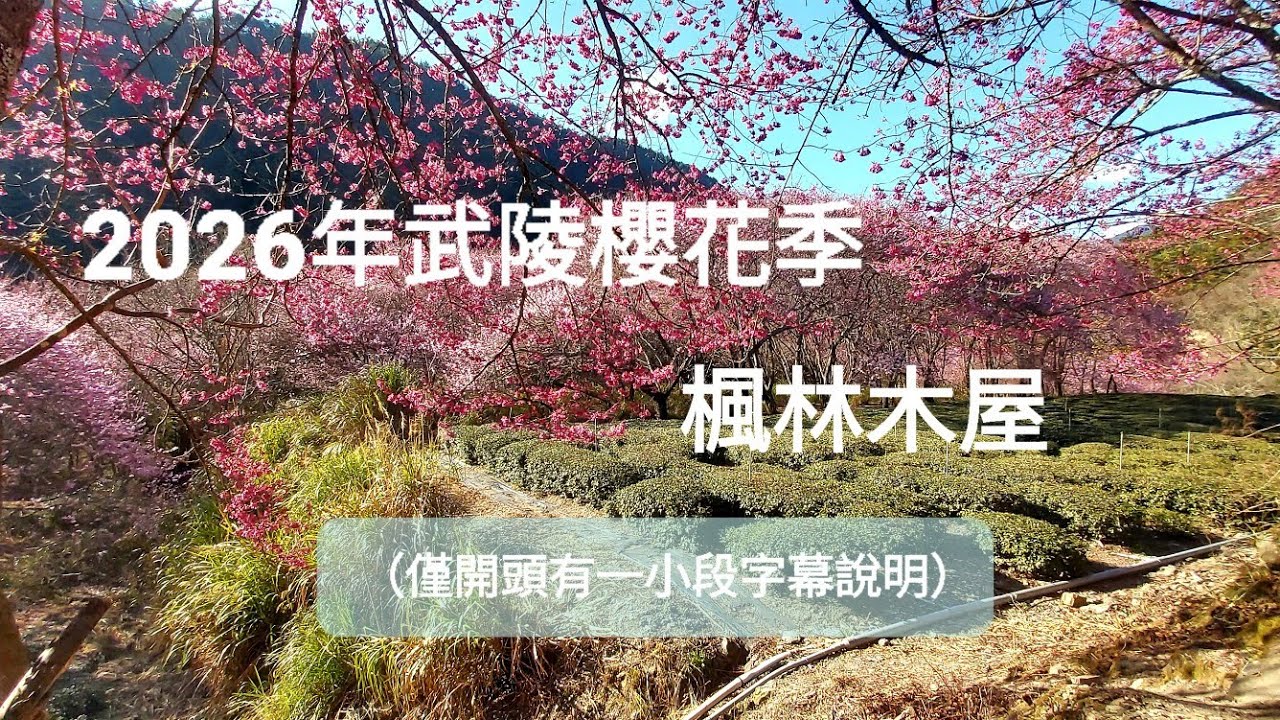 Ep20. 武陵櫻花季-楓林木屋 02162026 #taiwan #除夕 #taichung #武陵農場 #wuling