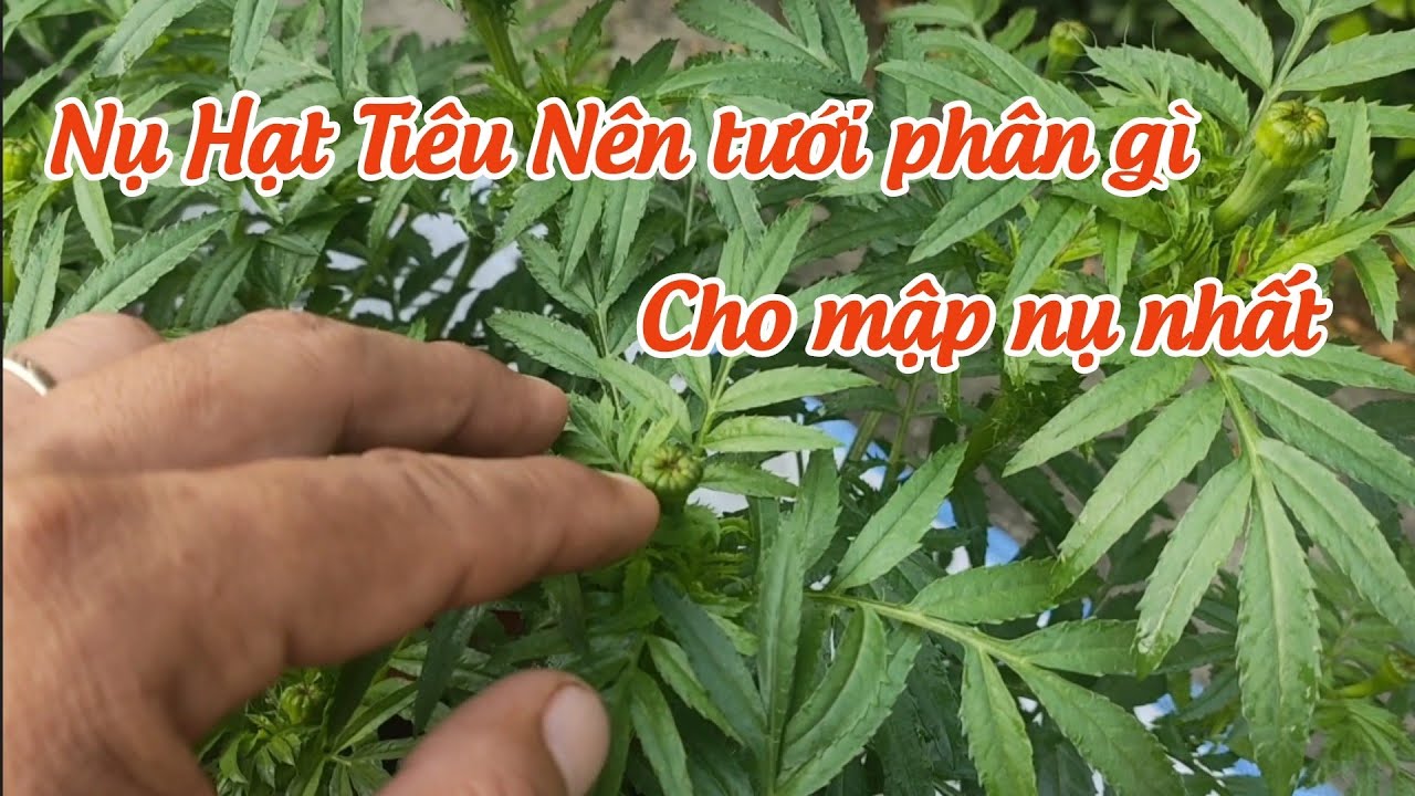 trồng vạn thọ tết - vạn thọ nụ hạt tiêu tưới phân gì cho nhanh