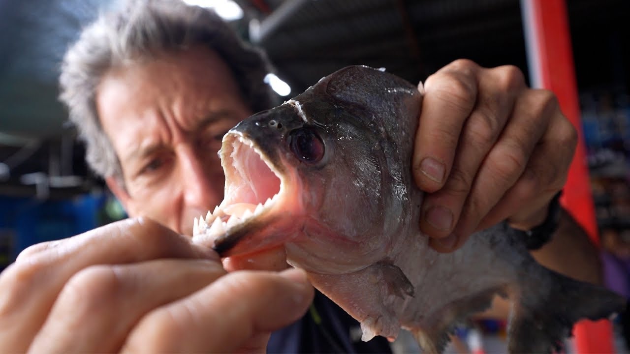 Pescando en aguas peligrosas, el Lago Yacumama y sus PIRAÑAS