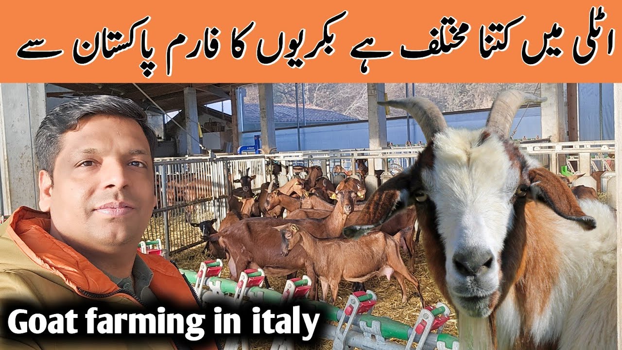 Goat 🐐 farming in italy | goat farm business work in italy  | @aziendaagricolasangregorio863