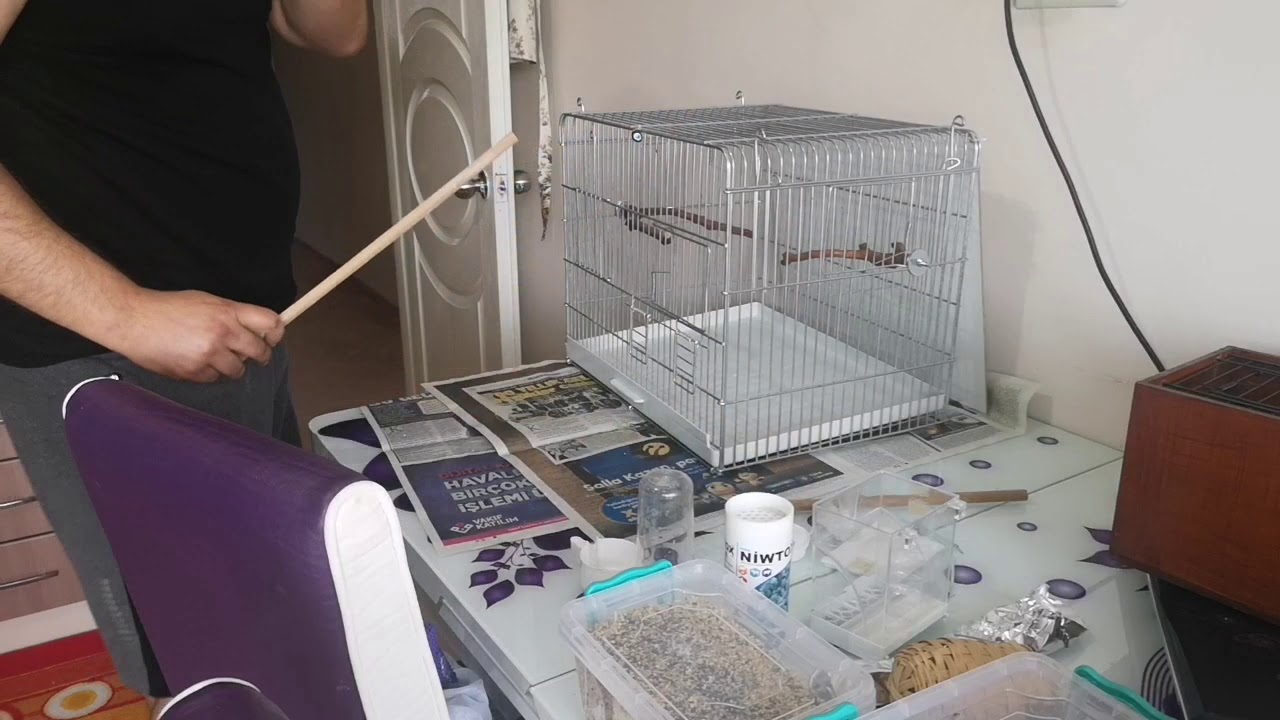 Hint Bülbülleri için Kafes Kurulumu Yaptım.