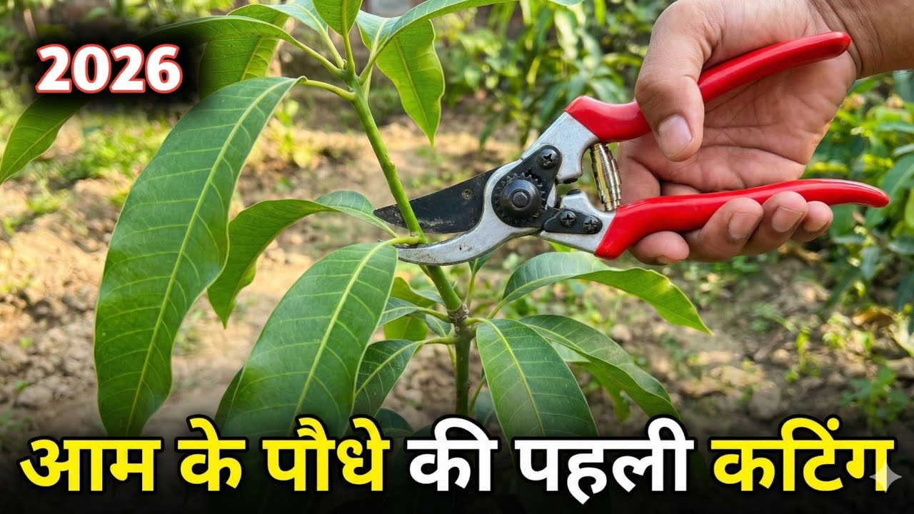 सिर्फ 5 मिनट में सीखें आम के पौधे की सही Pruning 🌿 Mango Plant Pruning Full Guide 🌱