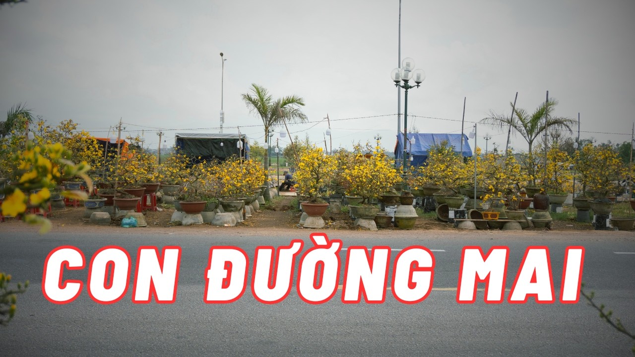 Con đường mai vàng đẹp nhất Bình Định: Sắc Xuân An Nhơn