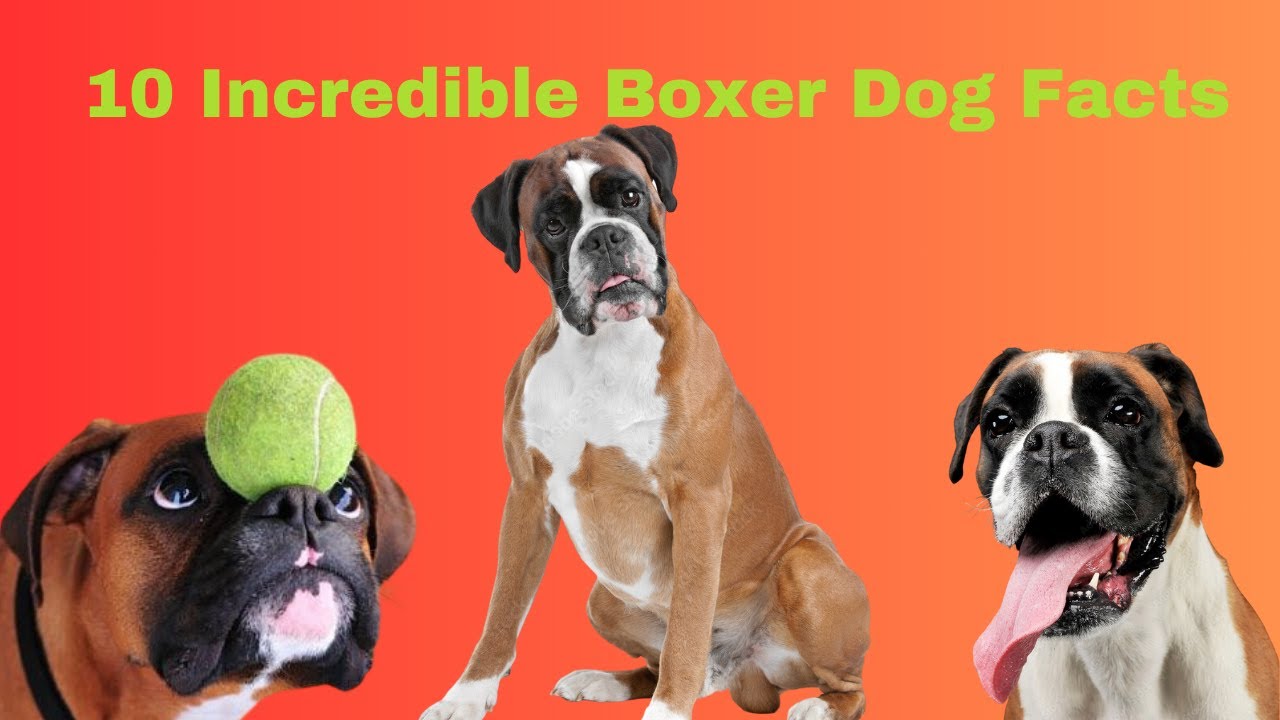 Boxers: Ultimate Guide to 10 Incredible Traits 🐾💪😁🛡️ I Boxers Playful Jokers and Family Protectors👀