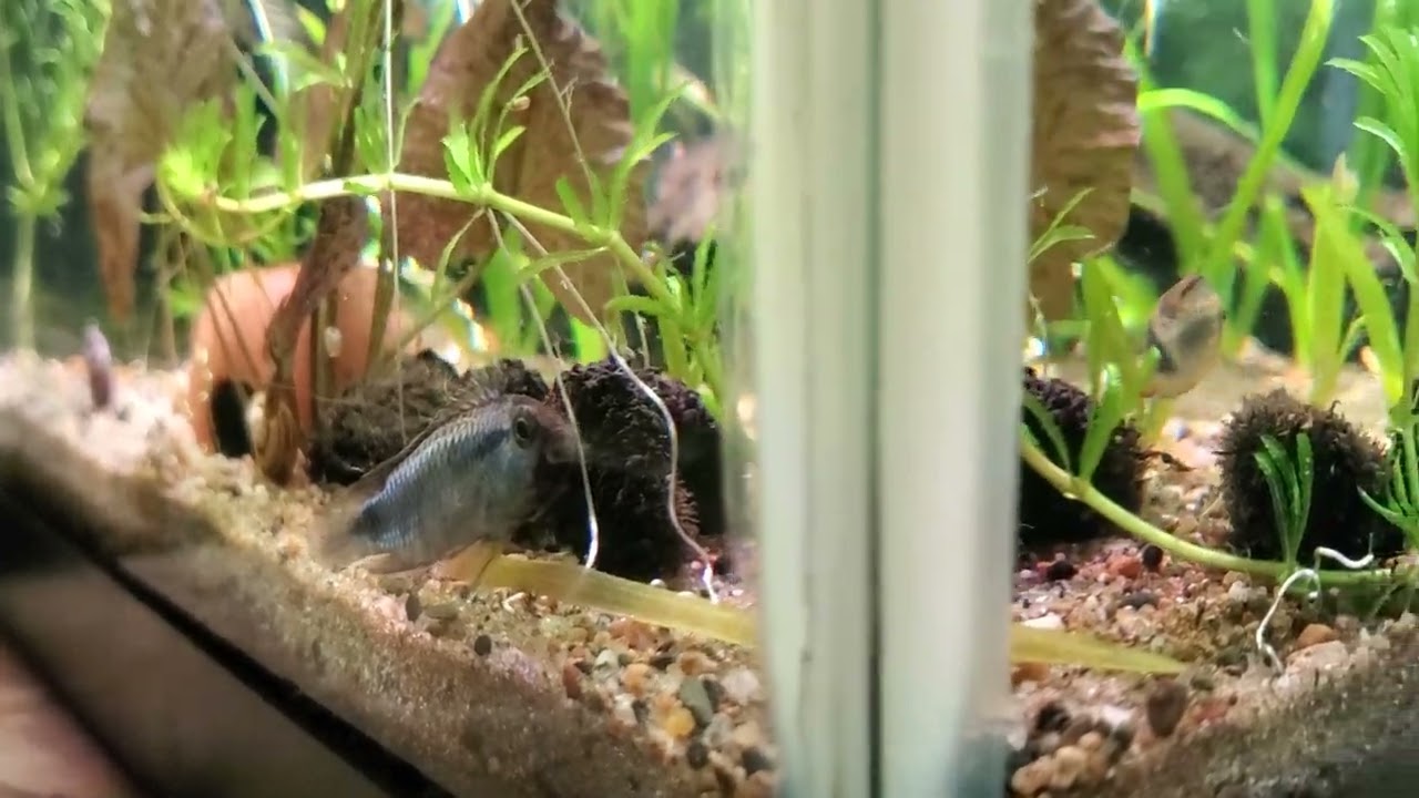 Apistogramma abacaxis courtship