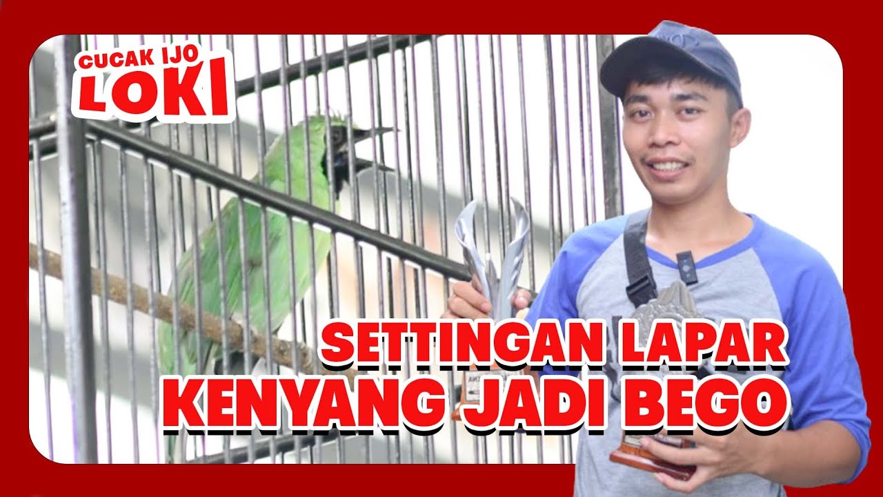 [CI LOKI] Settingan LAPAR Cucak Ijo Kenyang Cucak Ijo Loki Cucak ijo susah bongkar HoBi ID