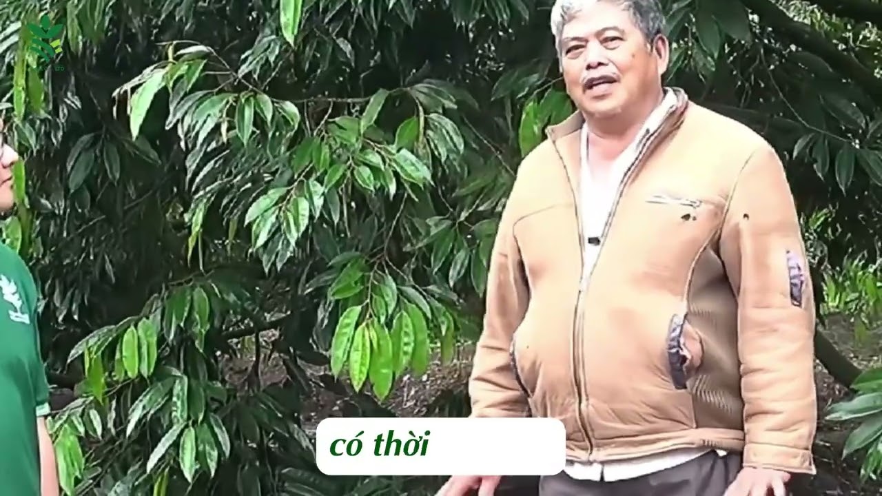 Xô F102 - Tạo mầm hoa, kích ra hoa đồng loạt