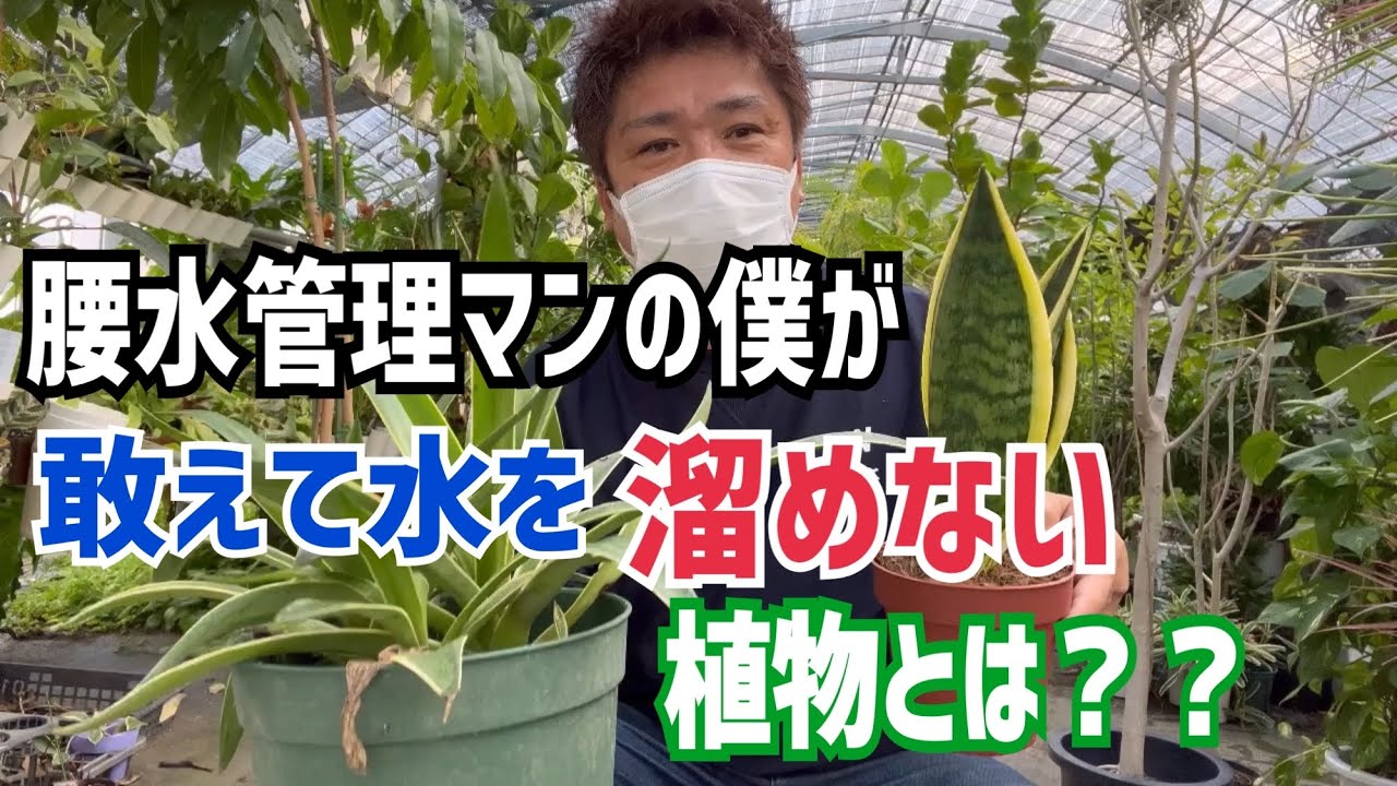 僕が敢えて腰水管理しない植物とは⁉︎