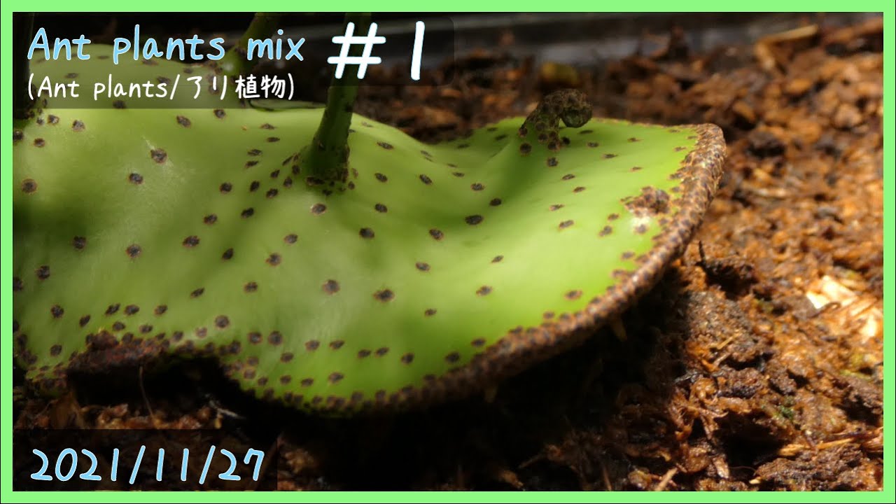 アリ植物栽培日記 Ant plants mix ＃1《アリ植物》