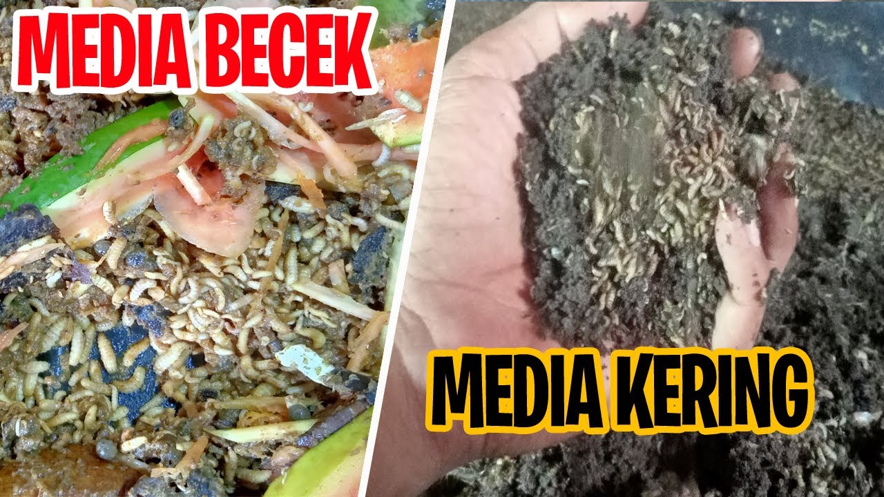 Pemberian Pakan Maggot BSF Media Basah dan Kering | Cara Memberi Pakan Maggot Bsf | Juragan BSF