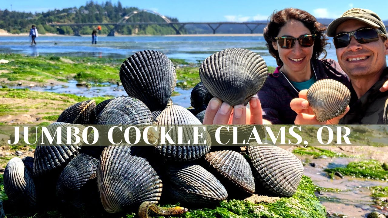 JUMBO COCKLE CLAMS, OREGON!!! {Gather Clean & Cook: Linguine with White Clam Sauce}