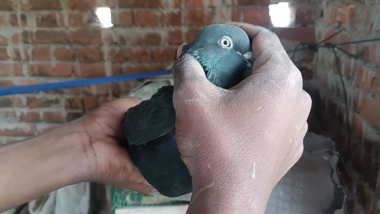 Pigeon sell video Highflyer and fancy top quality pigeon contact me - 7978190298👍