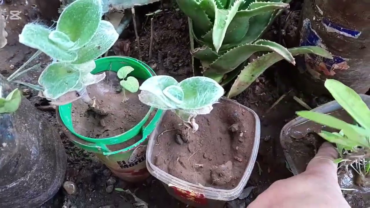 🌺🌺جولة مع نباتاتي 🌺🌺