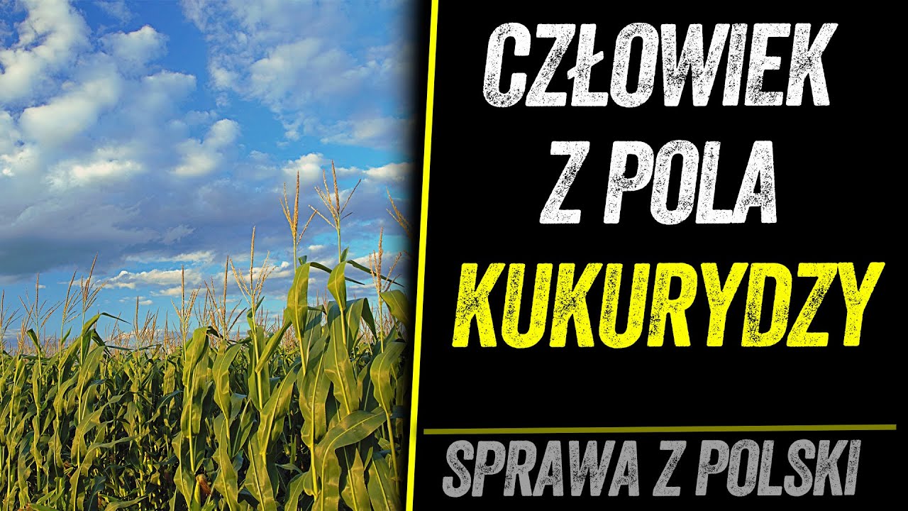 ZAGINĄŁ W POLU KUKURYDZY