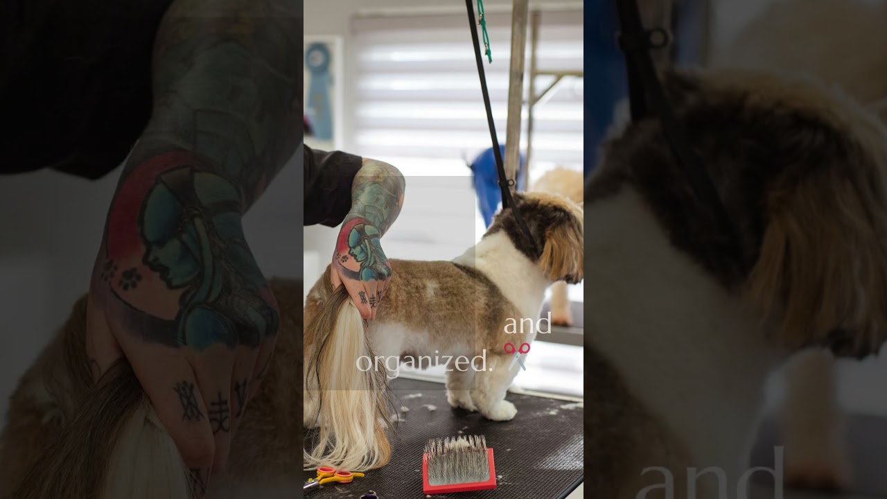 How to Use a Grooming Table with Adjustable Arm and Safety Noose | Pet Grooming Made Easy 🐶  #pets