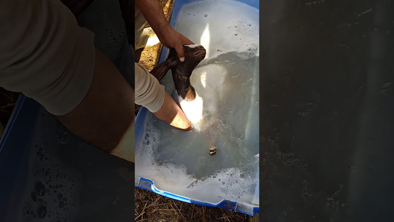 عمليه مقاومه البراغيث في صغار الماعز بصوره سليمه بدون ماتترك برغوث يهرب منك يا