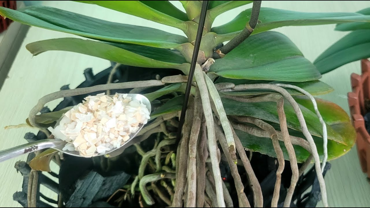 One cup a week,and my flower spikes will always grow long and sturdy, with leaves that are over 200%