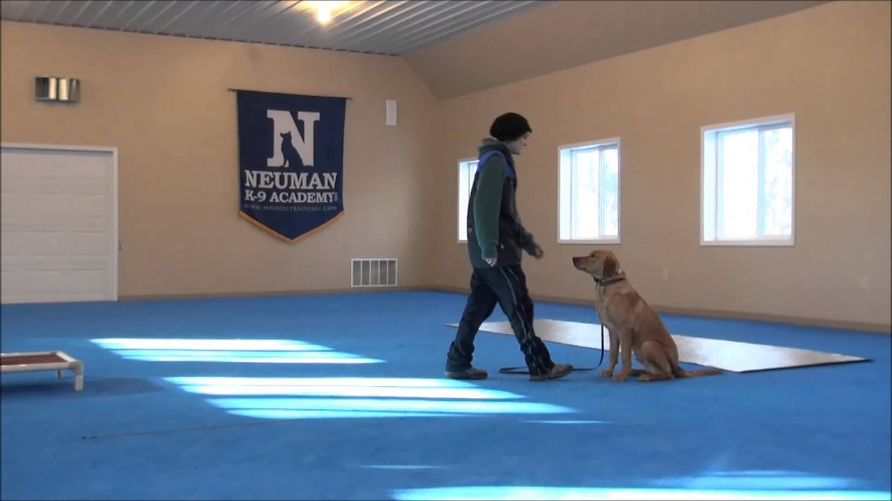 Razor (Labrador Retriever) Boot Camp Dog Training Video