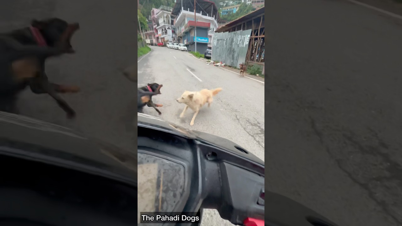 Rottweiler saved Me from a street Dog attack😨😨#shorts #viral #dogs #trending #viralvideos #rott