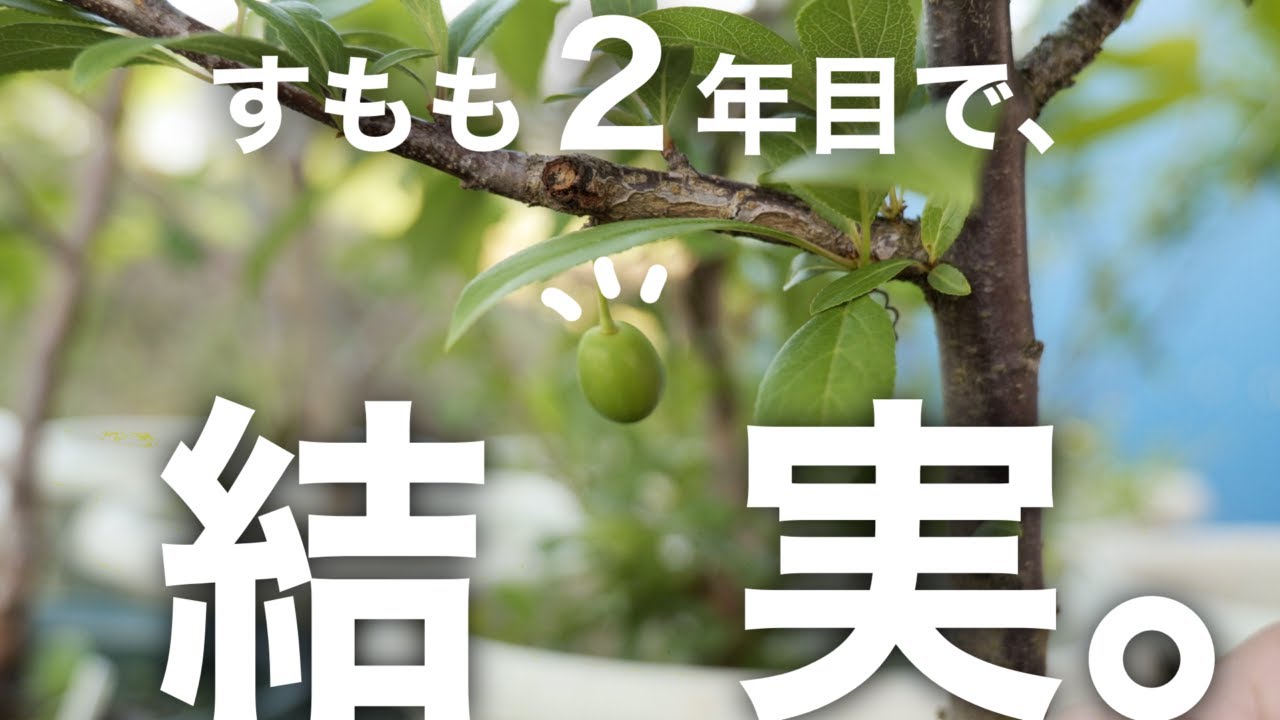 【しゃー！！】コンテナ果樹のすももと桃に実がついたよ！（枯れたのもあるけどね…）