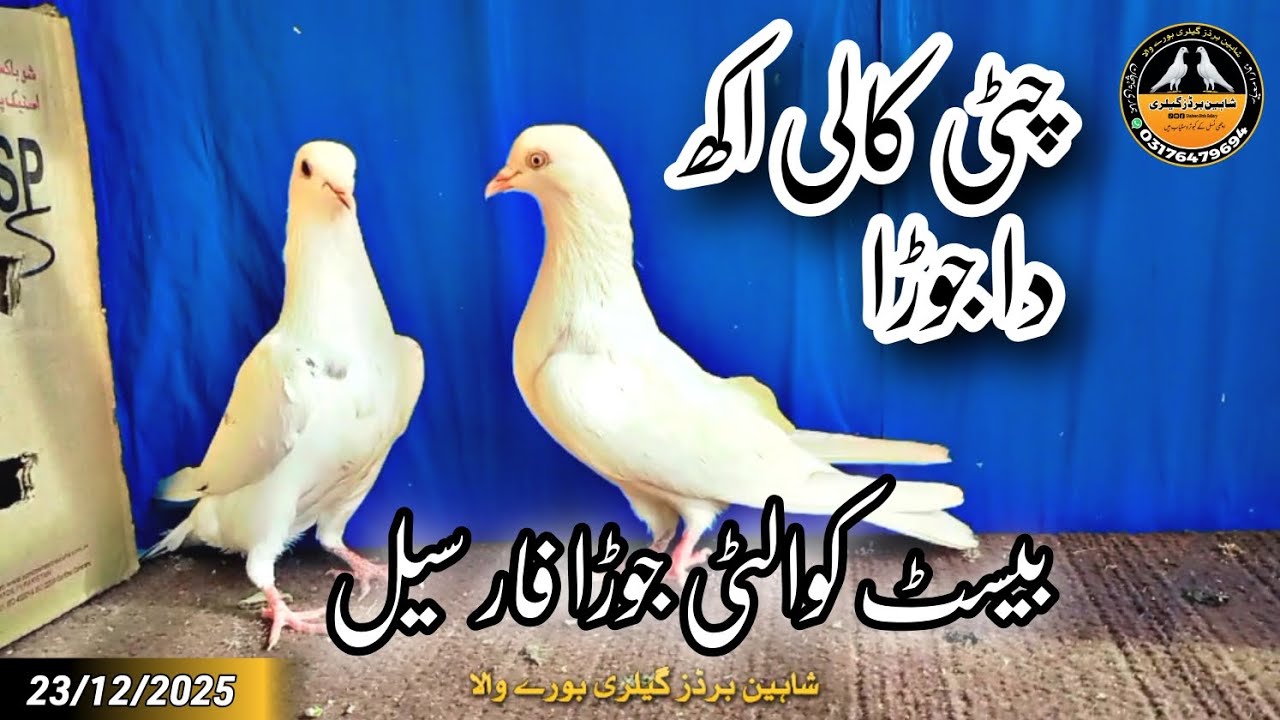 Best Quality Cheeti Kali Akh Da Joda For Sale 23/12/2025 | Shaheen Birds Gallery 03176479694
