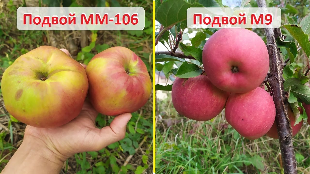 Яблони на подвоях ММ 106 и М9 - сигнальный урожай