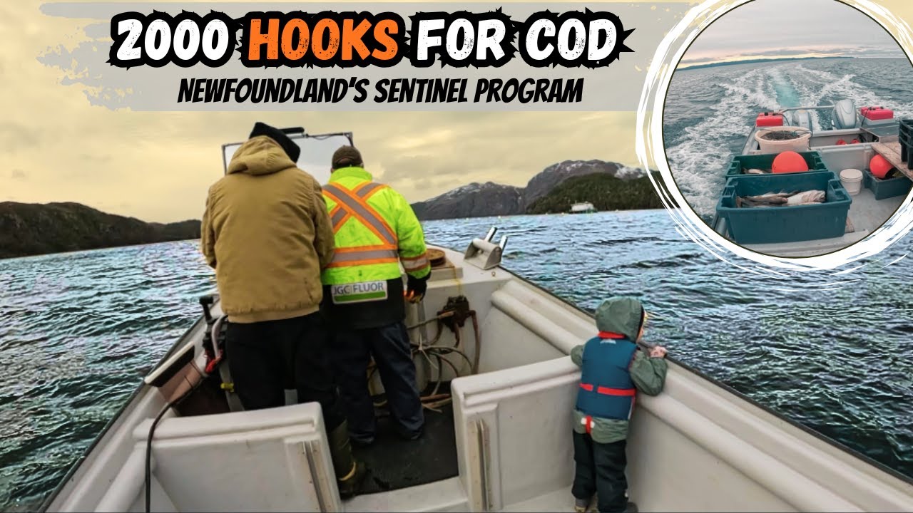 После краха: секретная миссия по спасению трески Ньюфаундленда