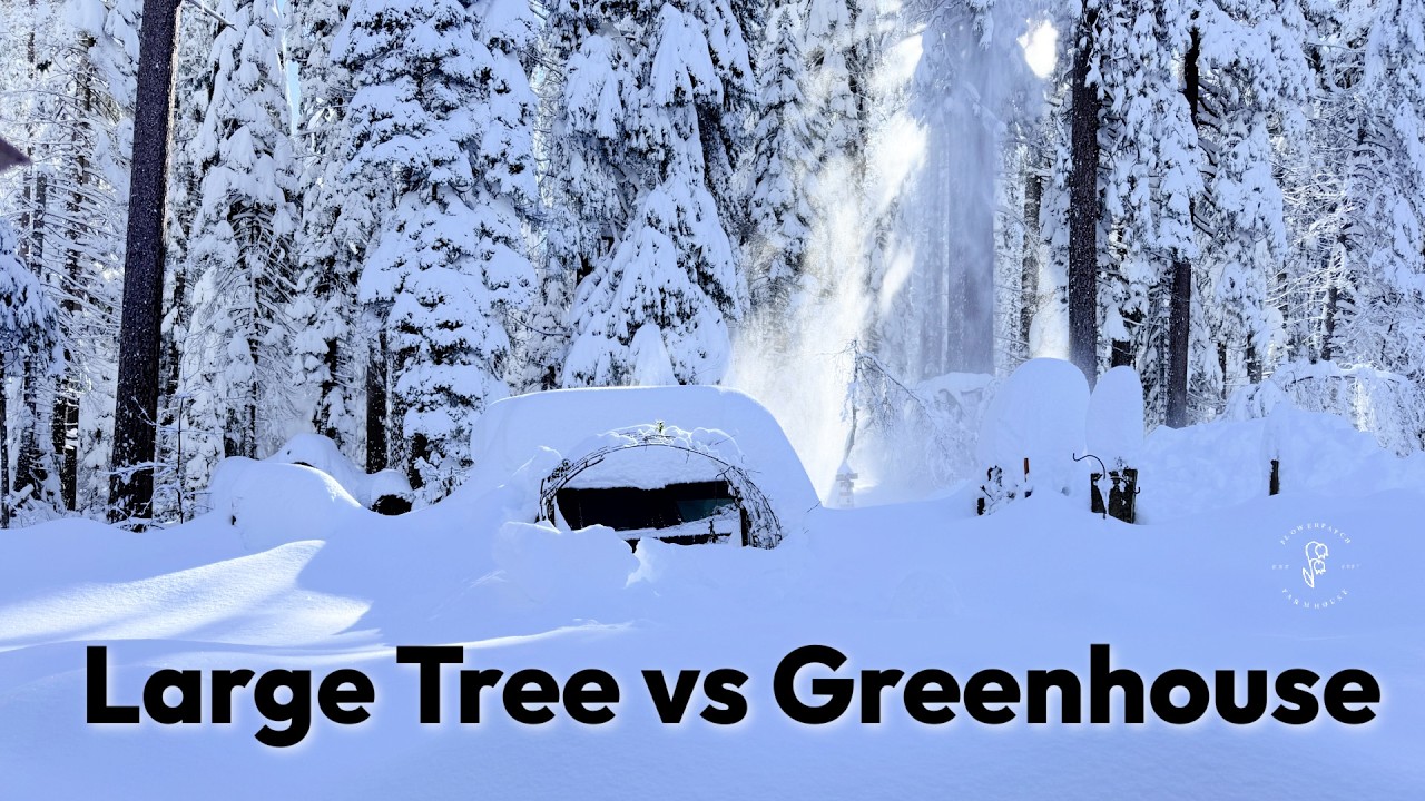 The Big Winter Storm and Greenhouse Woes