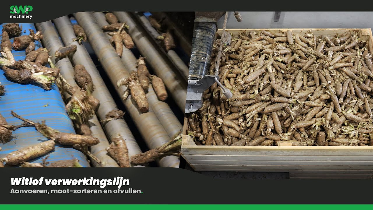Witlof Verwerking | Aanvoer- & maat-sorteerlijn | SWP Machinery B.V.