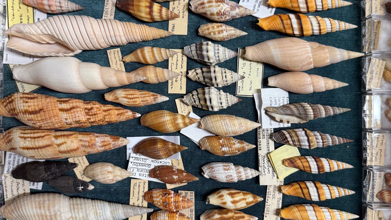 My seashell collection museum Video 16: Mitridae and Costellaridae
