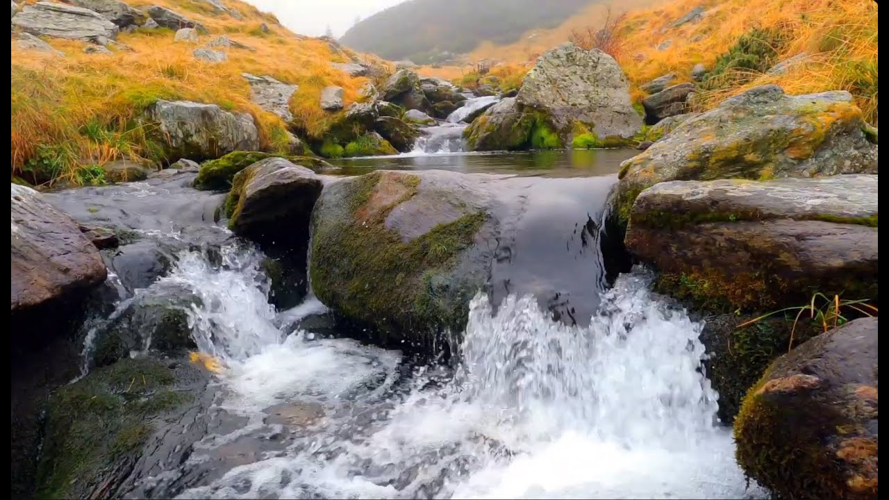 Gentle Forest Stream Sounds with Distant Birds | Relaxing Sleep Sounds