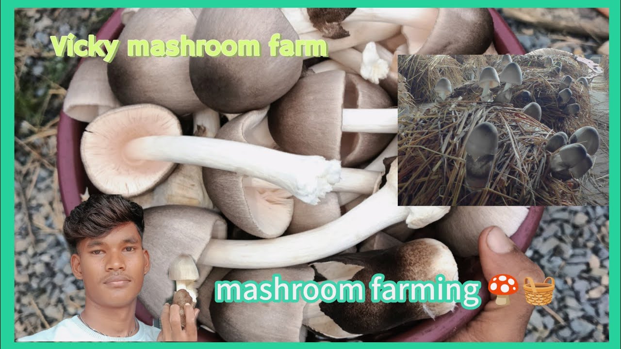 7kgमशरूम चुटकी में खत्म हो गया हम सोचे नहीं थे कि इतना जल्दी से सेल हो जाएगा#farming #mashroom #vlog