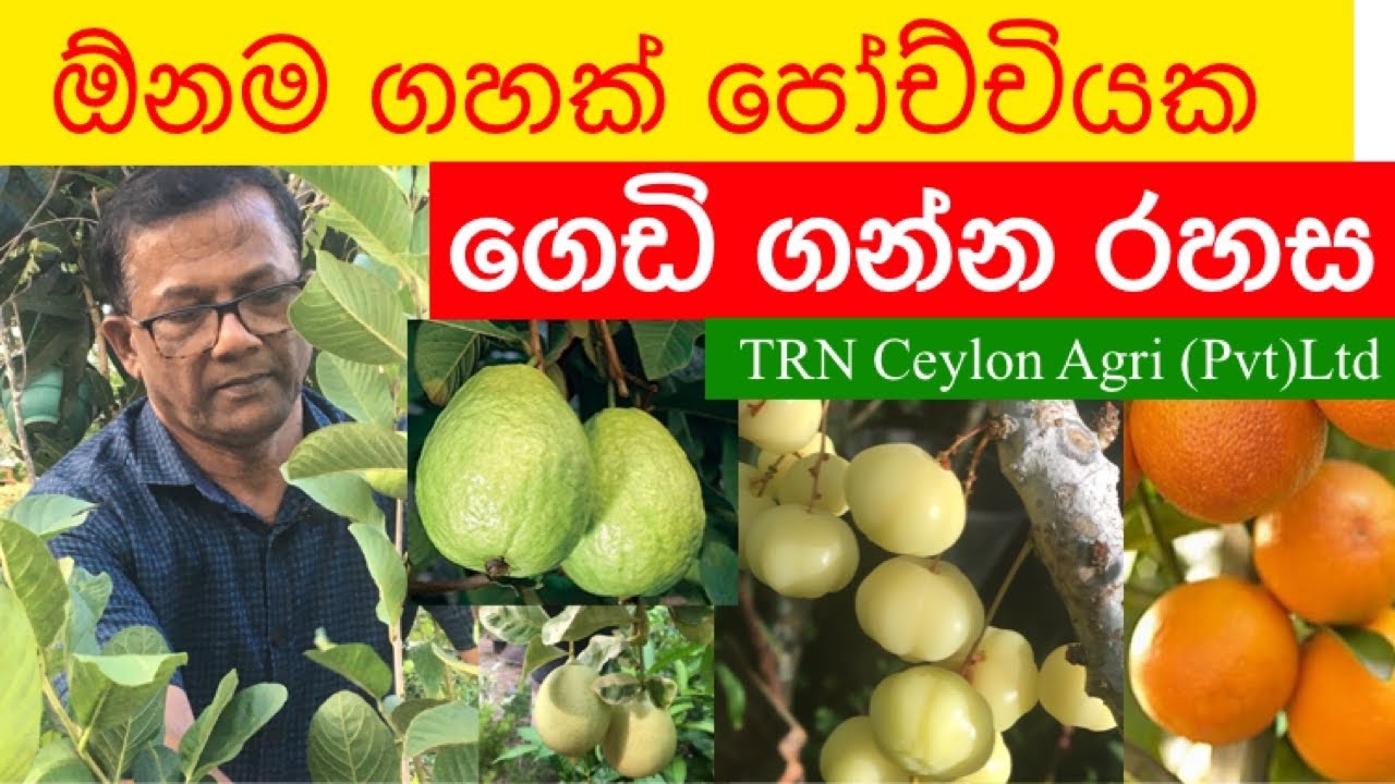 පෝච්චියක ගෙඩි ගන්න රහස | Easy Tips for Growing Plants in Containers | Ceylon Agri | Episode 59