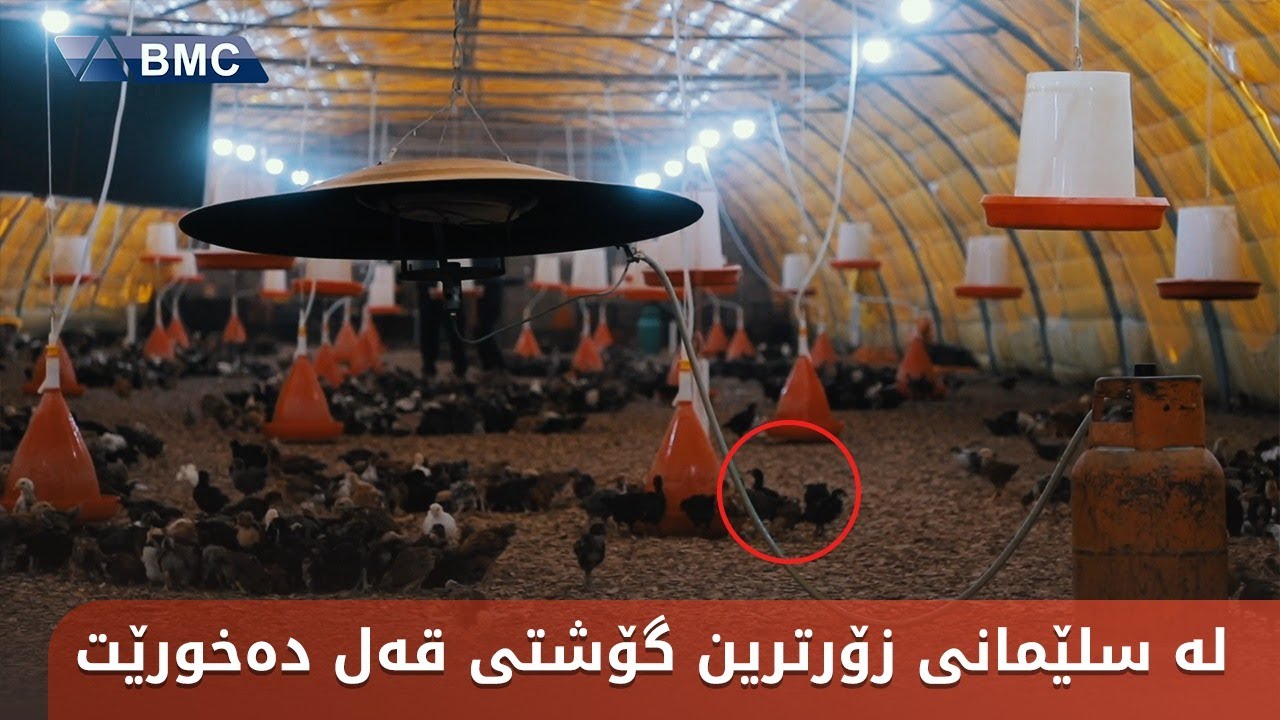 لەم کێڵگەیە جوجەڵەی نەعامە و قەل و مریشک بەخێودەکات