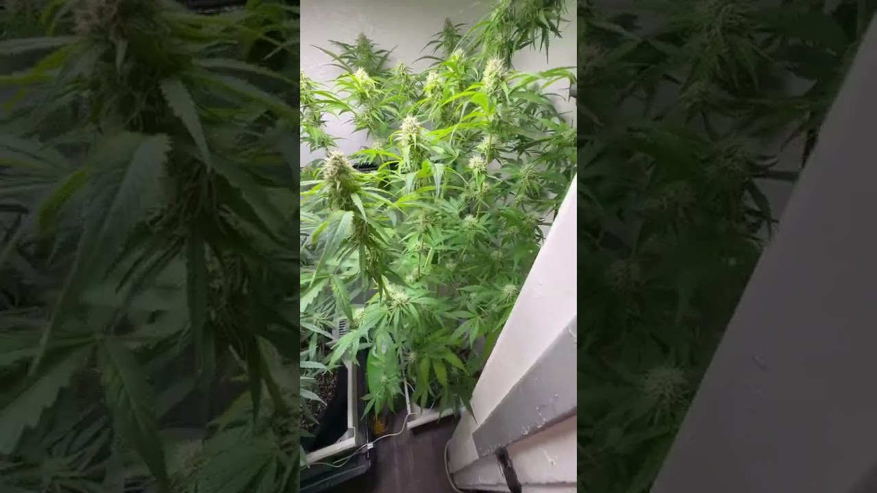 KitSune Kush is budding up nicely 🤌 #medical #shorts #marijuana