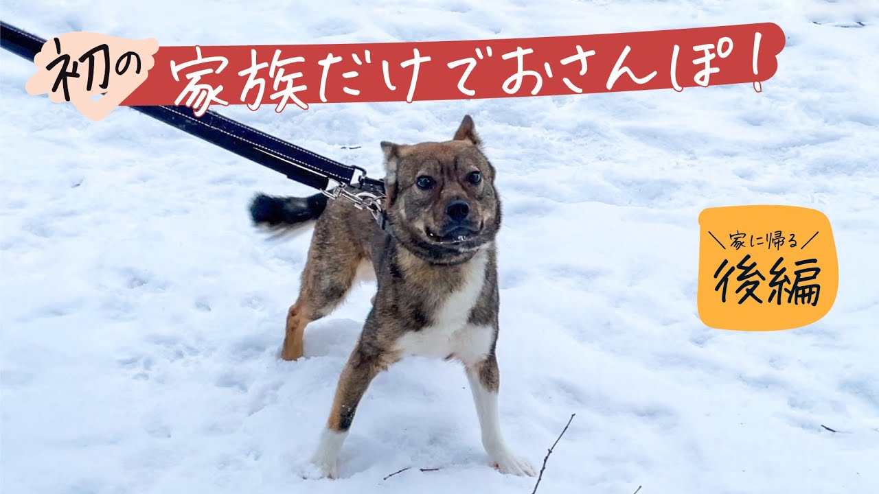 200日間、家の中で暮らしてた保護犬、初めてのおさんぽから家に帰って一安心するまで