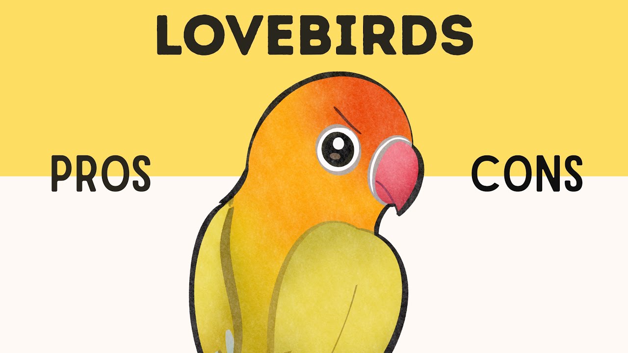 Lovebirds: PROS & CONS