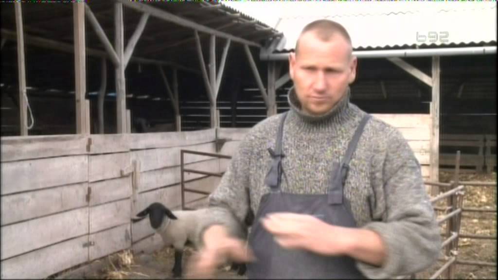 Pretapajuce ukstanje cigaje i dve vrste safolka