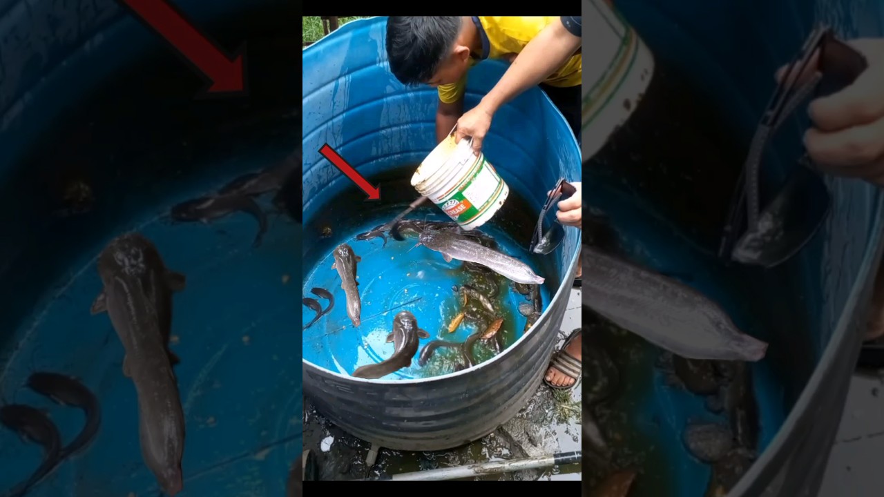 Amazing ..! || Fish Farming in Water Drum ||#shorts #fishfarming