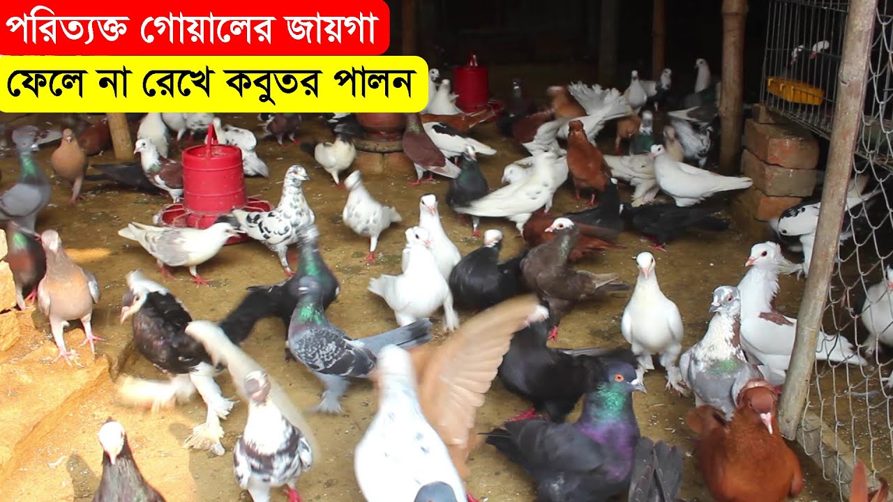 পরিত্যক্ত গোয়ালের জায়গা ফেলে না রেখে কবুতর পালন করে বাড়তি আয় | কবুতর পালন পদ্ধতি | BD Pigeon Farms.