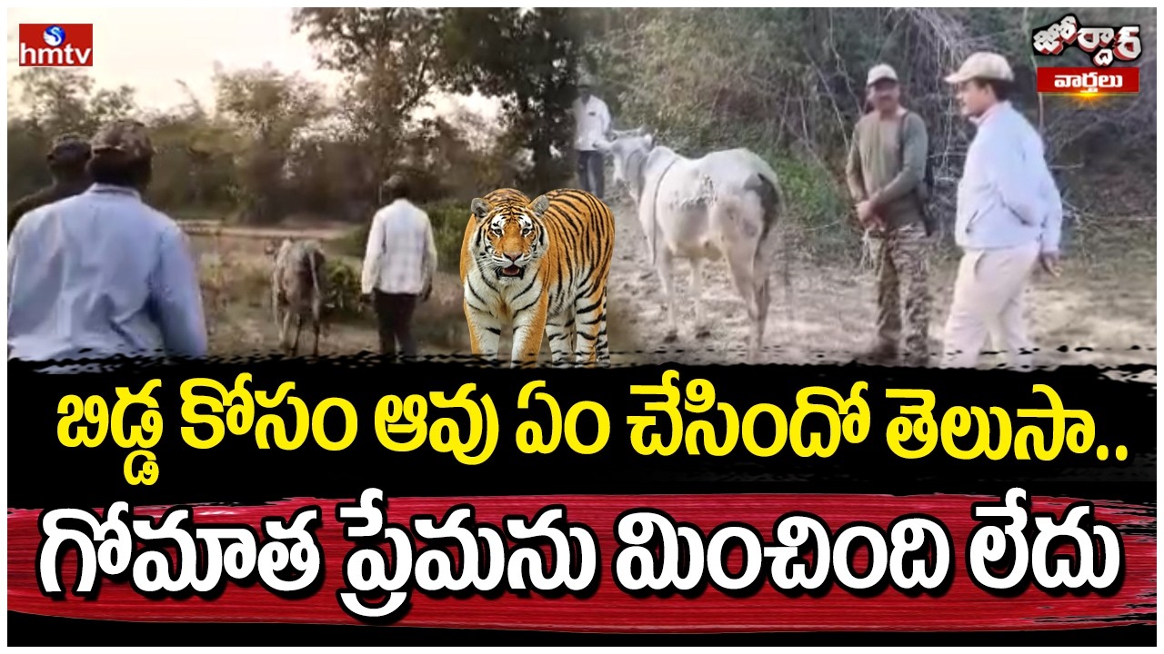 Jordar Varhalu : బిడ్డ కోసం ఆవు ఏం చేసిందో తెలుసా.. గోమాత ప్రేమను మించింది లేదు | hmtv