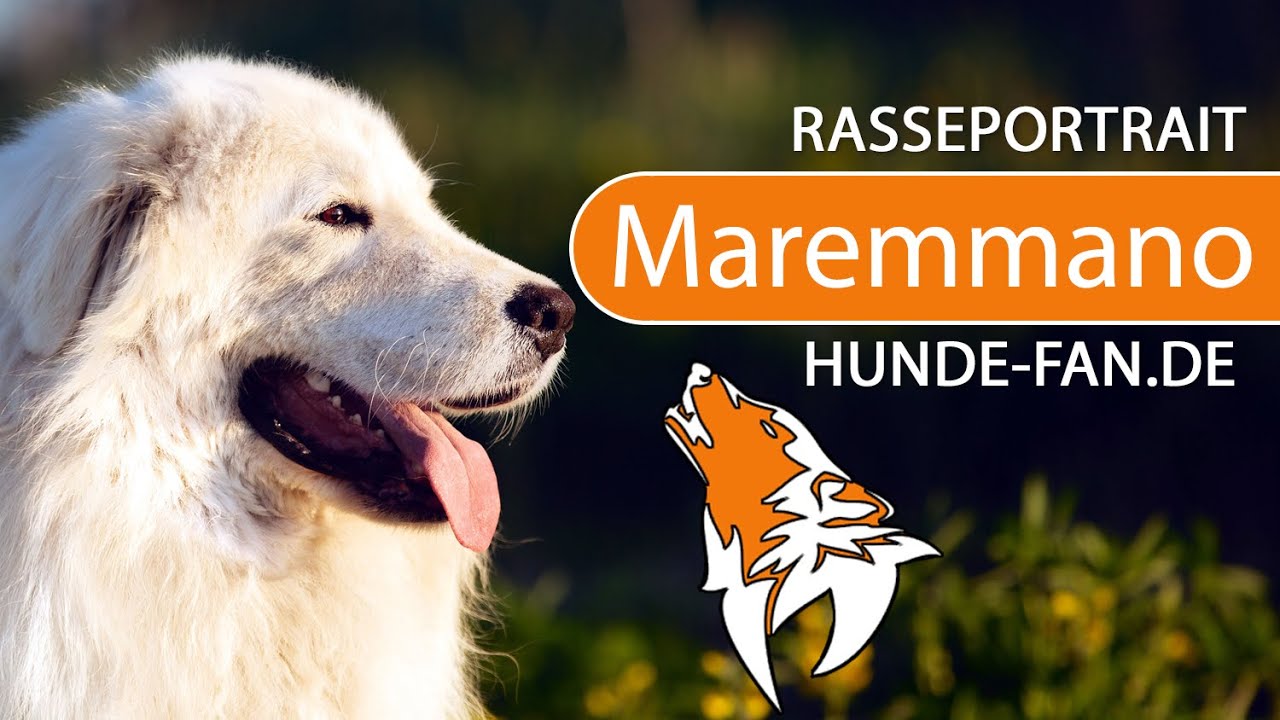 ► Maremmano Abruzzese [2023] Geschichte, Aussehen, Charakter, Erziehung, Haltung & Krankheiten