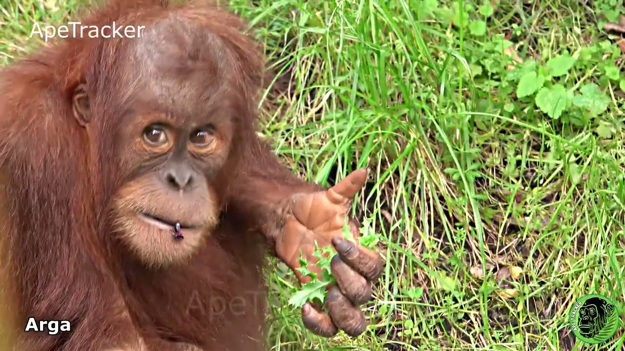 Mother Orangutan Deals With Naughty Nephew
