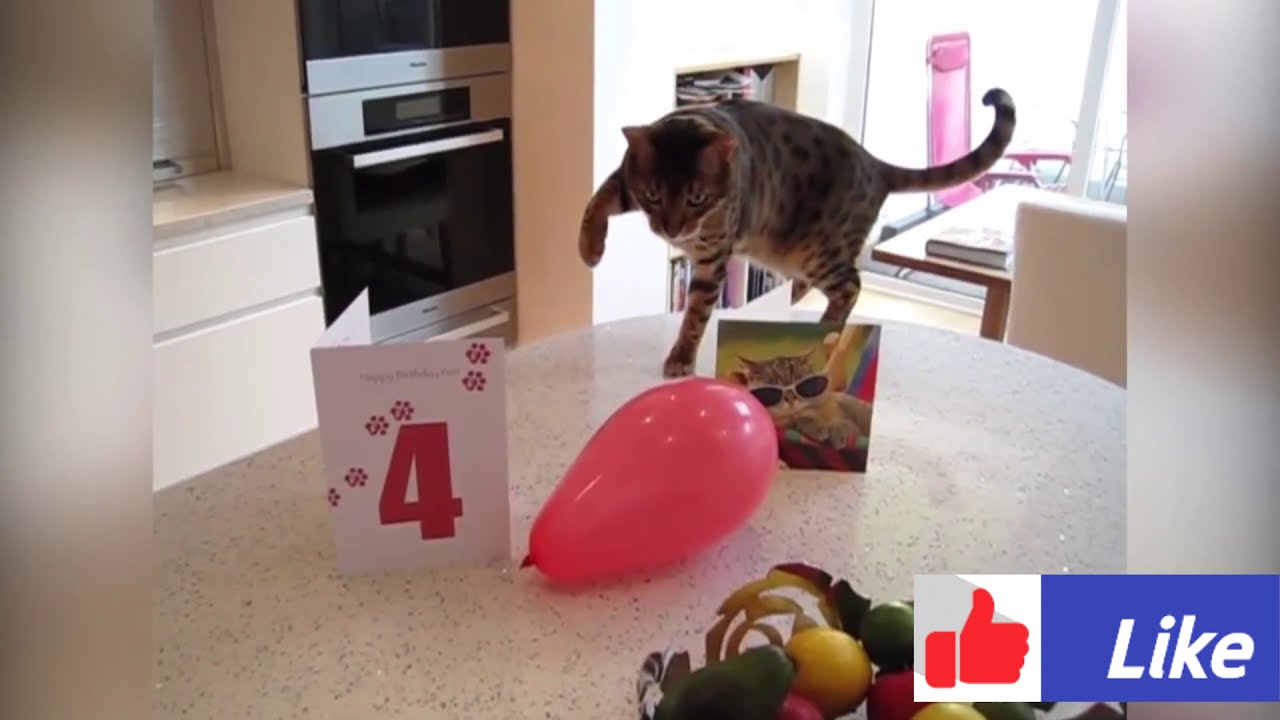 Gatos vs Balão completo 2021
