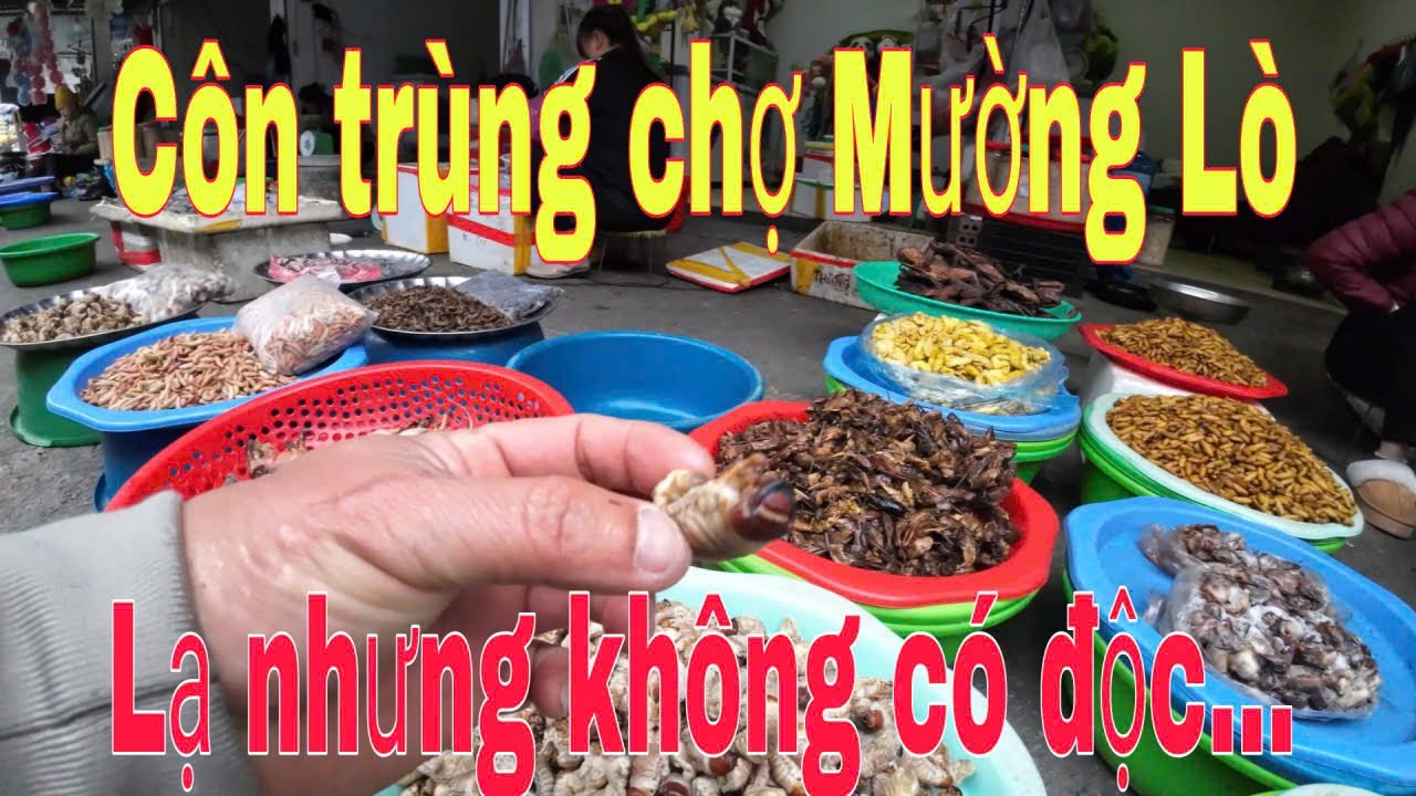 Vào chợ Mường Lò săn côn trùng lạ DinhTheChau#travel